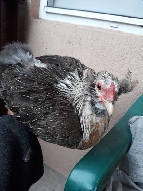 Găină Araucana Argintie 2018 - 2019 Araucana Argintii