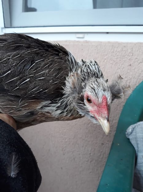 Găină Araucana Argintie 2018 - 2019 Araucana Argintii