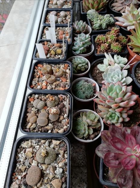  - Lithops