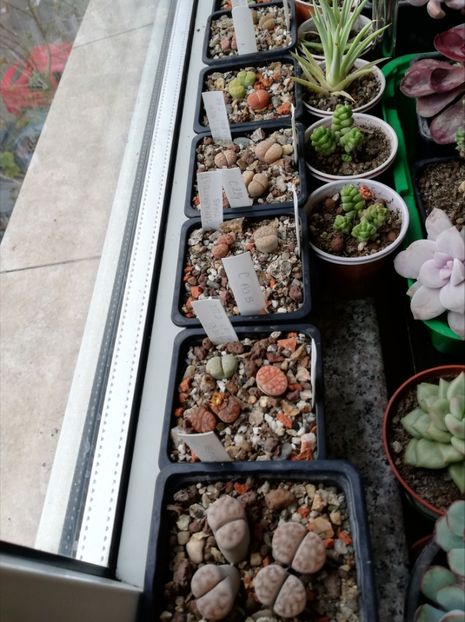  - Lithops