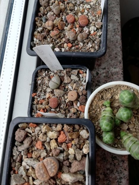  - Lithops