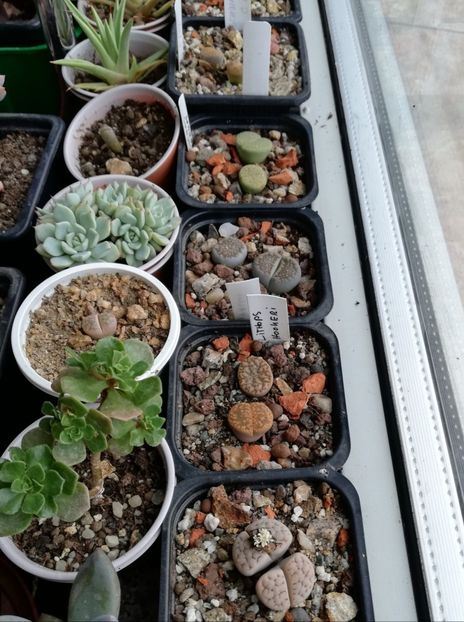  - Lithops