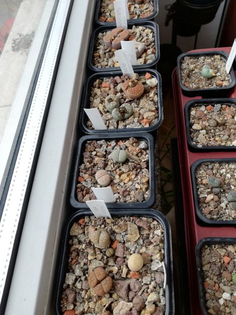  - Lithops