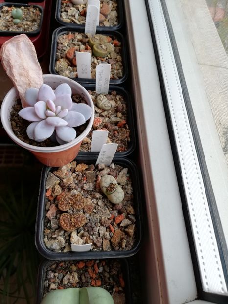  - Lithops