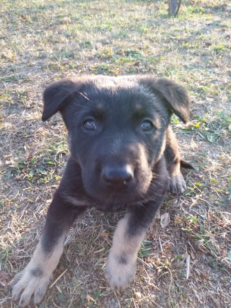 Arfi - Părinții lui Arfi