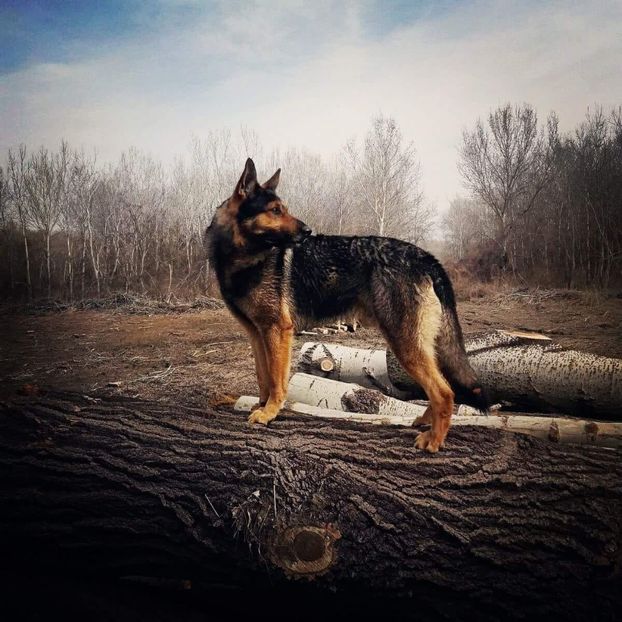 IMG-20181114-WA0002 - Părinții lui Arfi