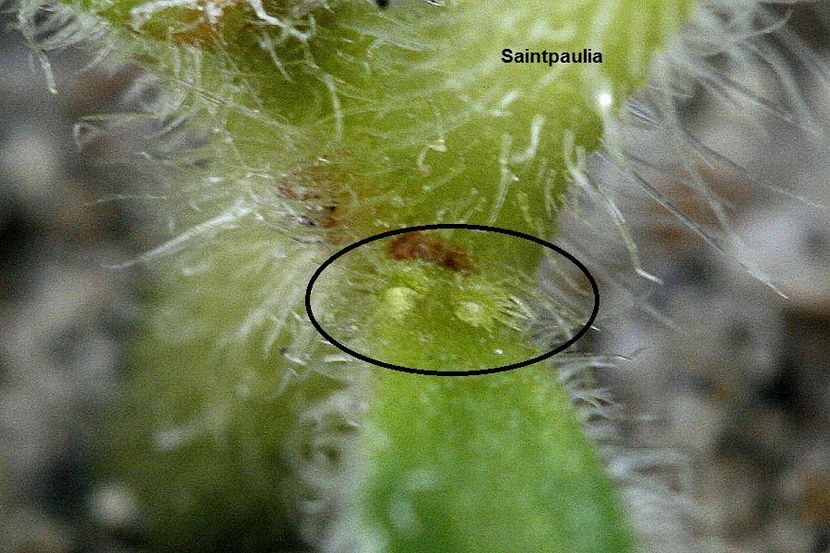 14.11.18 - 2 Inradacinare tija florala