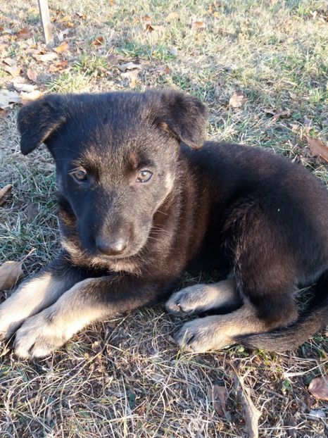  - Părinții lui Arfi