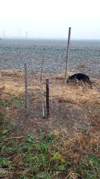  - Livada 1 anul I 2018