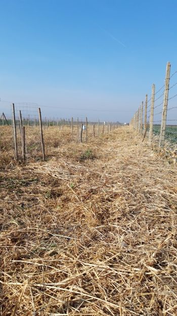  - Livada 1 anul I 2018