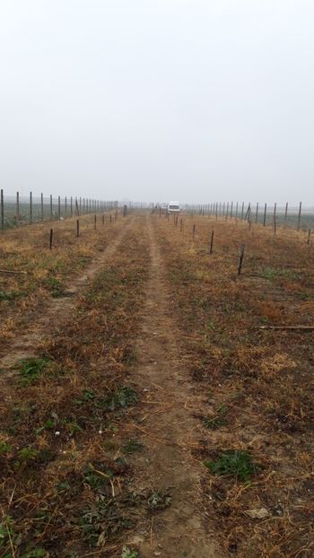  - Livada 1 anul I 2018