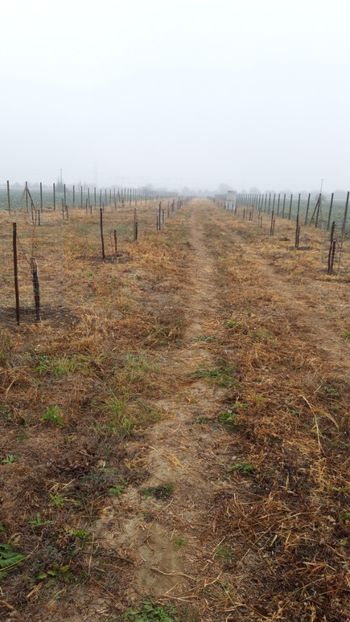  - Livada 1 anul I 2018