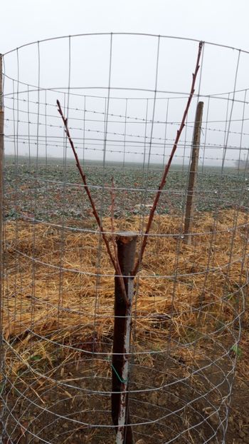  - Livada 1 anul I 2018