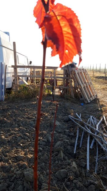  - Livada 1 anul I 2018