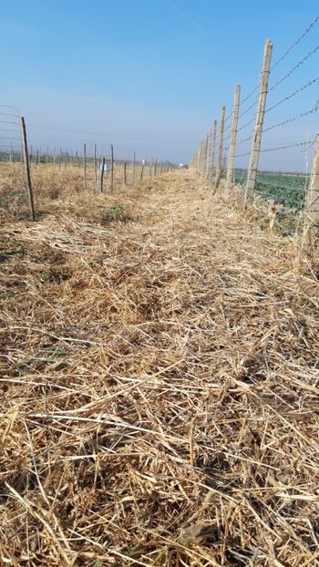  - Livada 1 anul I 2018