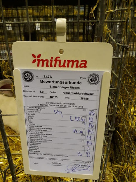 Tibi Toth - EXPOZIȚIA EUROPEANĂ - HERNING 2018