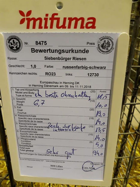 Tibi Toth - EXPOZIȚIA EUROPEANĂ - HERNING 2018