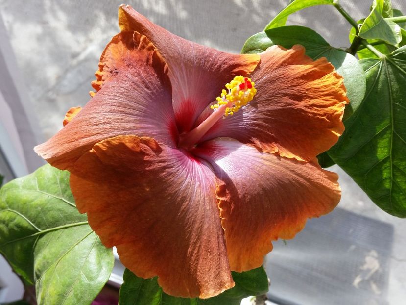  - Tahitian Sophistication