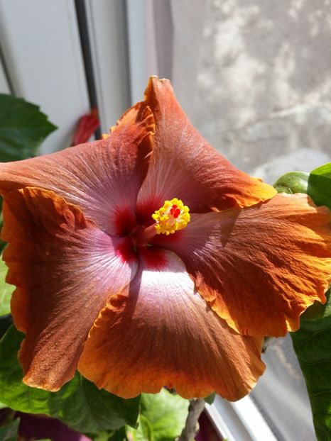  - Tahitian Sophistication