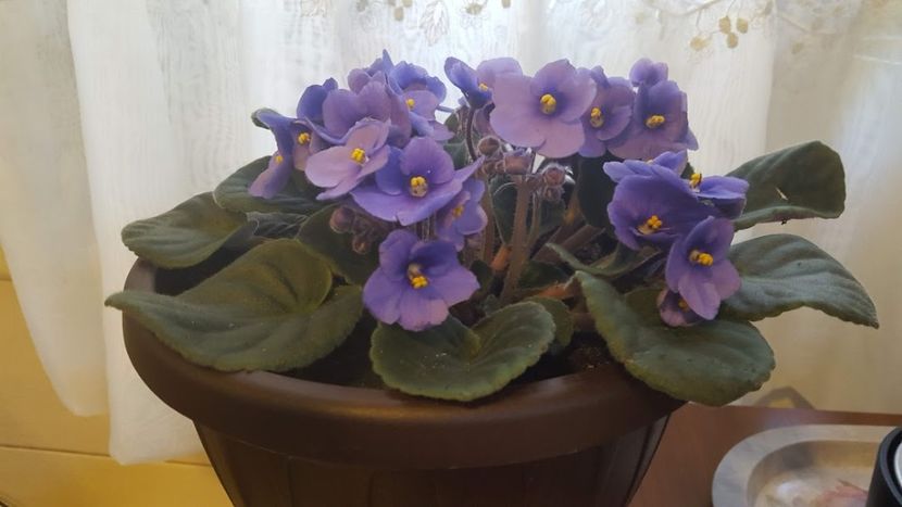  - violete in colectie