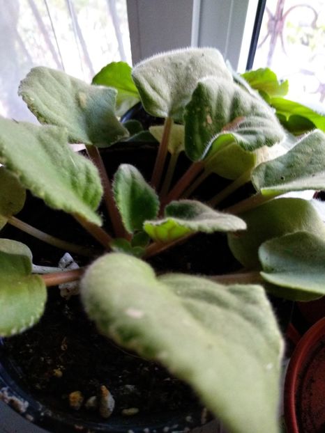 Pow wow - Violete 2018