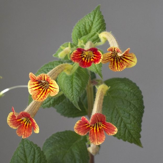 antirrhina v. San Juan - 0 - NOUTATI IN COLECTIA MEA 2019