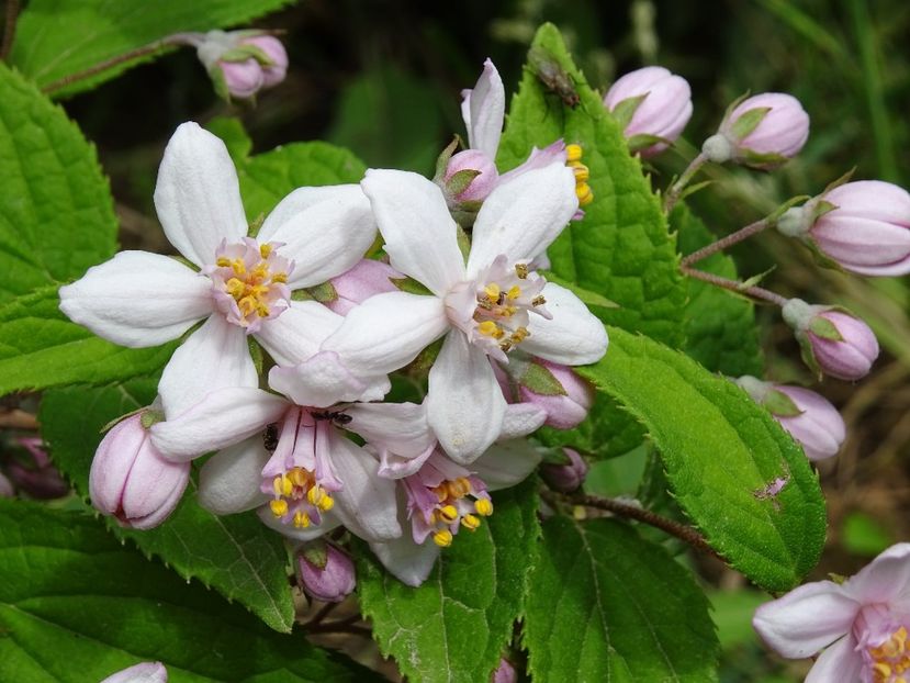 32390698_366024823909851_1334493218435235840_o - Deutzia si Salvia oficinallis