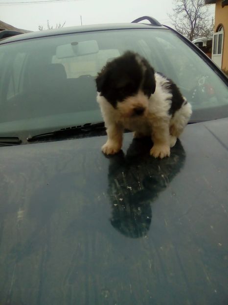 IMG-20181114-WA0061 - Maia 2018