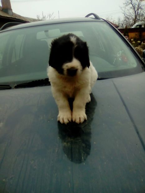 IMG-20181114-WA0062 - Maia 2018