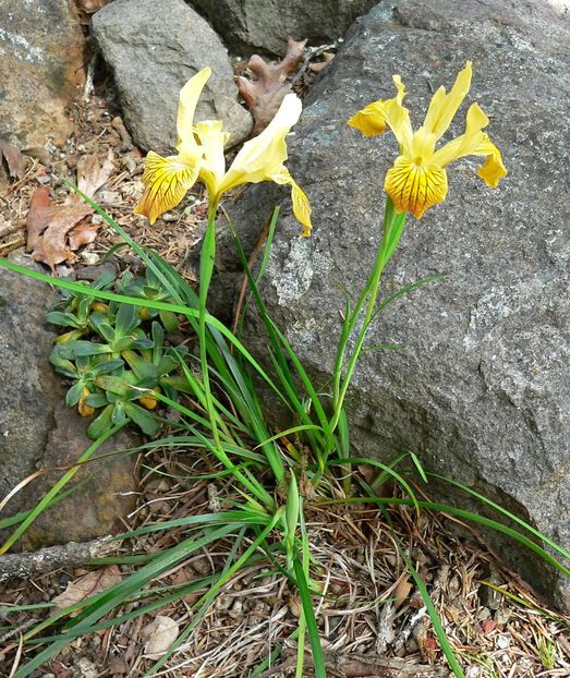 Iris innominata - Golden Iris - - Seminte achizitionate 2018 - 2019