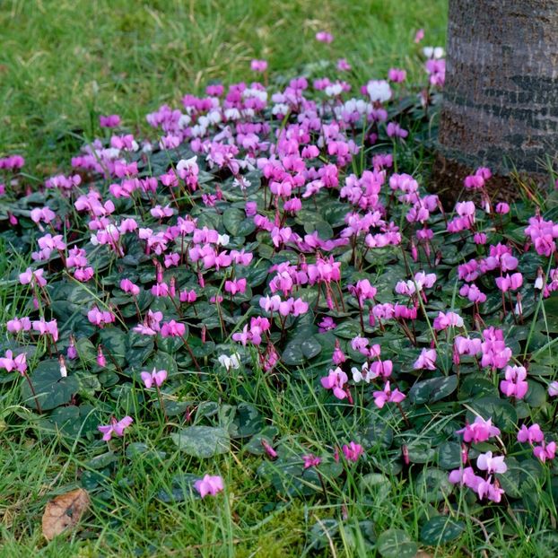 Eșec China - Hardy Cyclamen Mix - - Seminte achizitionate 2018 - 2019