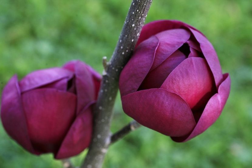 Eșec China - Magnolia Black Tulip - - Seminte achizitionate 2018 - 2019