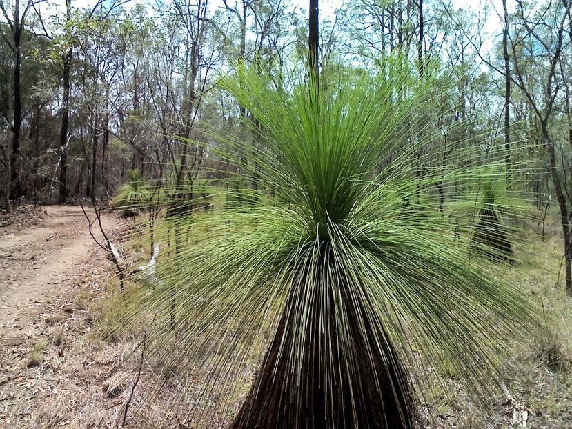 Eșec China - Arborele iarba australian - - Seminte achizitionate 2018 - 2019
