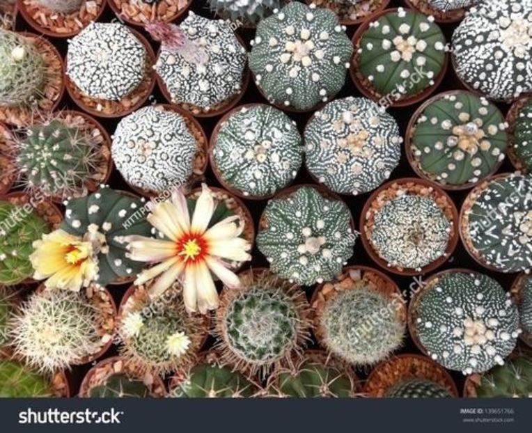 Eșec China - Astrophytum Asterias - - Seminte achizitionate 2018 - 2019