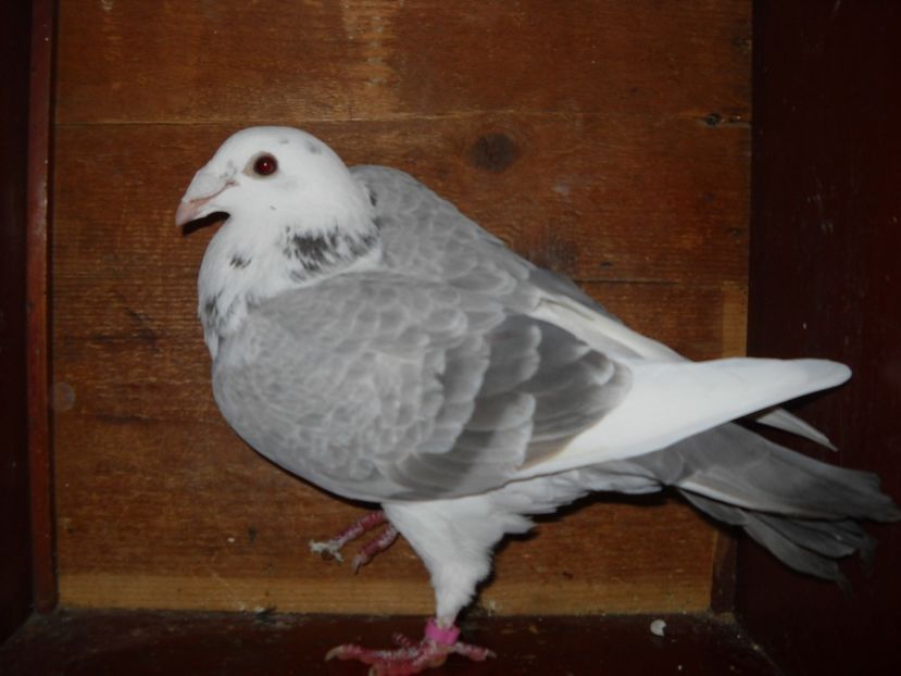 1 - PORUMBEI VANDUTI