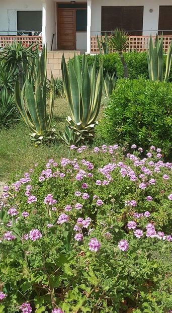 Roses - Olot si altele