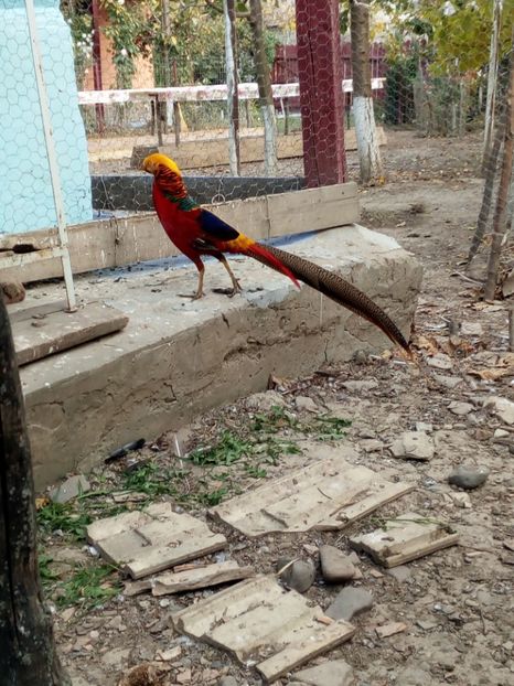  - Fazanul auriu pe rosu