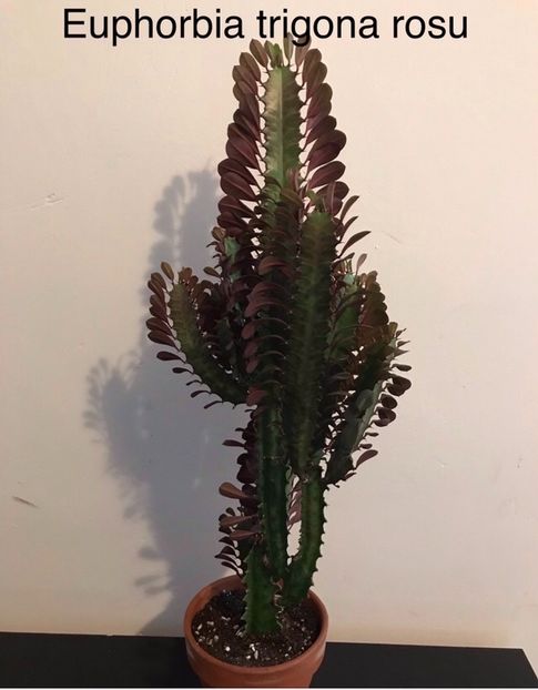 Euphorbia Trigona Rubra - Vand cactusi Euphorbia Trigona Rubra