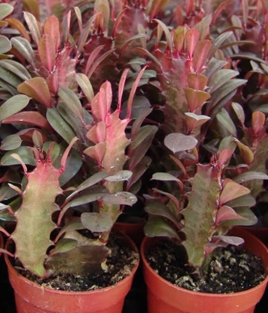  - Vand cactusi Euphorbia Trigona Rubra