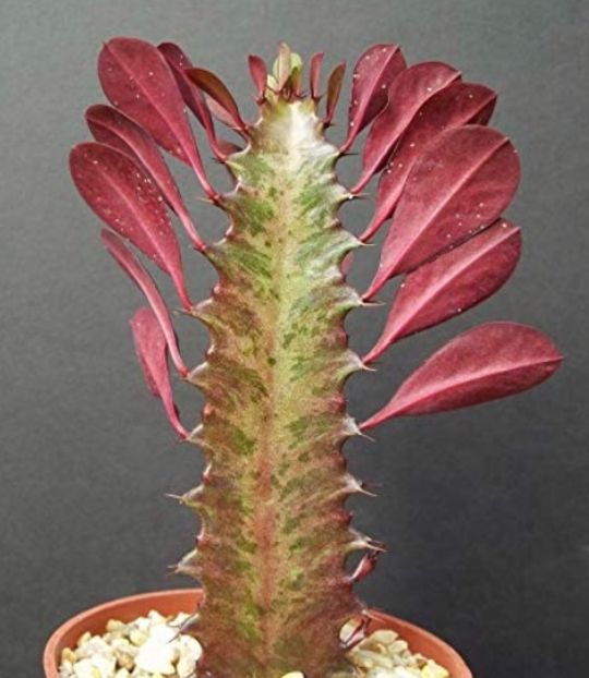  - Vand cactusi Euphorbia Trigona Rubra