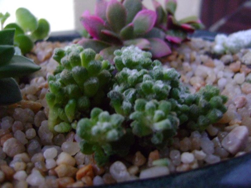 Anacampseros filamentosa ssp. namaquensis - Suculente 2018