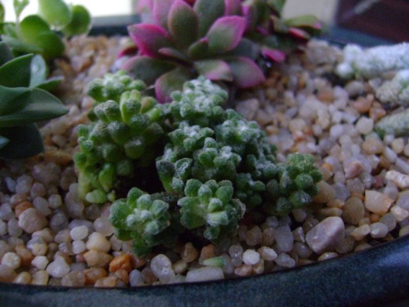 Anacampseros filamentosa ssp. namaquensis - Suculente 2018