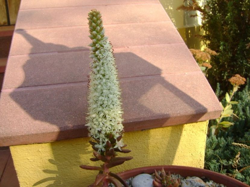 Orostachys erubescens, inflorescenta - Toamna 2018-2019