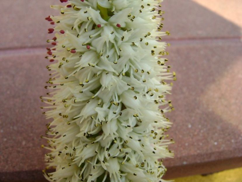 Orostachys erubescens, inflorescenta - Toamna 2018-2019
