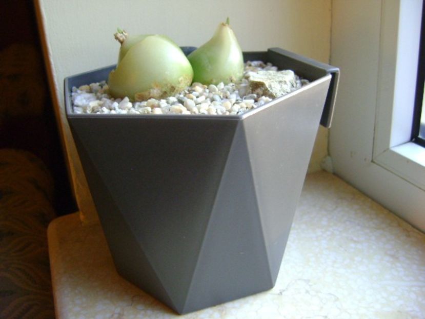 Bowiea volubilis, inceput de vegetatie - Caudiciforme si bulbi 2018