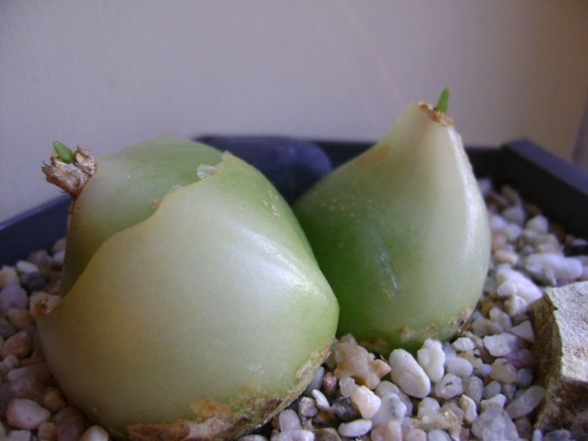 Bowiea volubilis - Caudiciforme si bulbi 2018