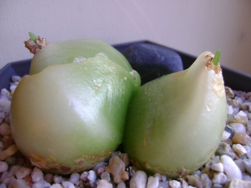 Bowiea volubilis - Caudiciforme si bulbi 2018