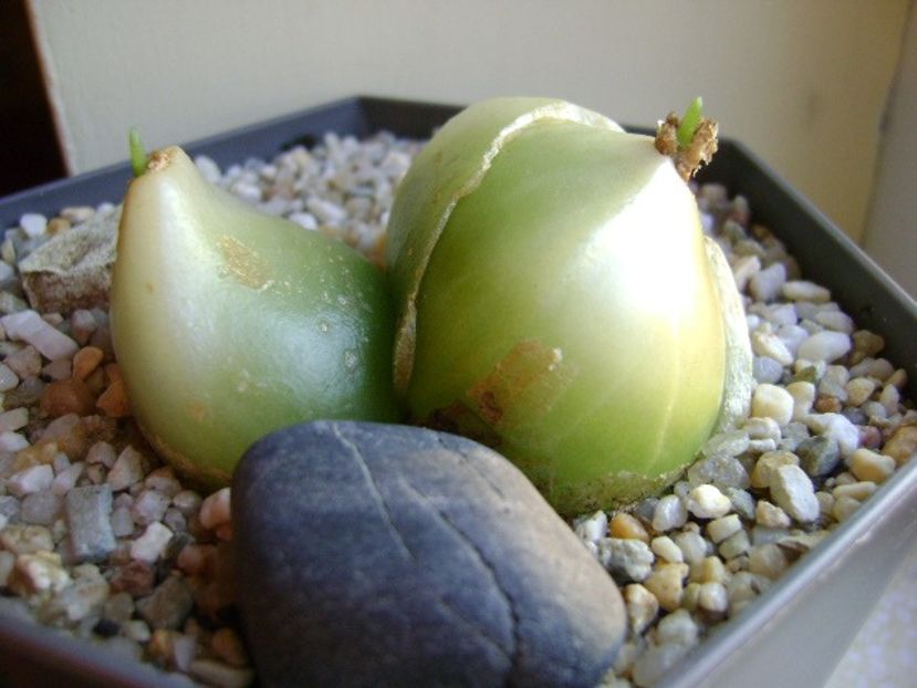Bowiea volubilis - Caudiciforme si bulbi 2018