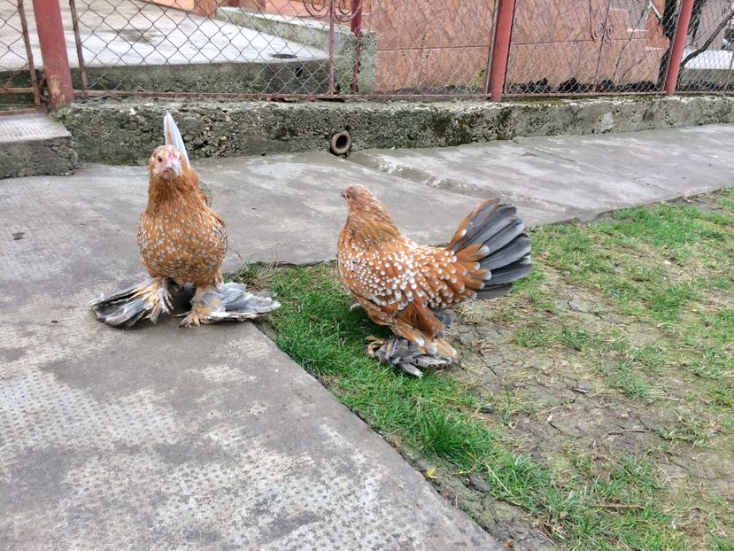 DB0CB93C-BC54-4AC8-8A79-6DE91960C4A5 - c--Mii de flori Auriu Albastru Portelan