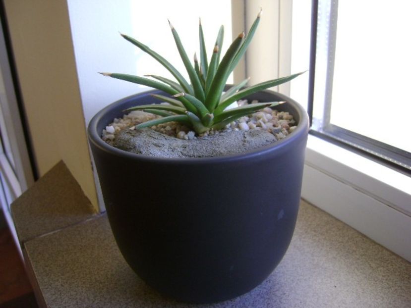 Agave albopilosa - Agave si Yucca 2018